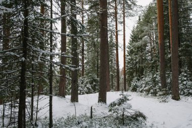 Kuzey ormanlarının ağaçları karla kaplı..
