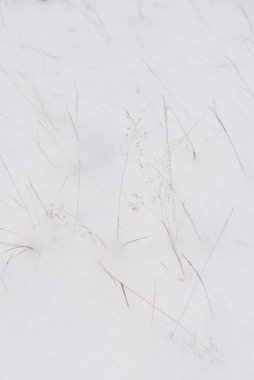 Kuzey ormanının detayları. Kurumuş çimenler karla kaplı..