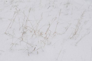 Kuzey ormanının detayları. Kurumuş çimenler karla kaplı..