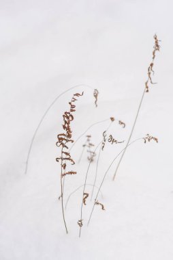 Kuzey ormanının detayları. Kurumuş eğreltiotu bitkisi beyaz karlı arkaplanı kapatır.