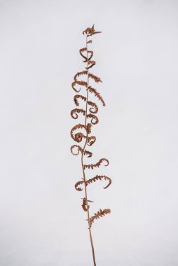 Kuzey ormanının detayları. Kurumuş eğreltiotu bitkisi beyaz karlı arkaplanı kapatır.