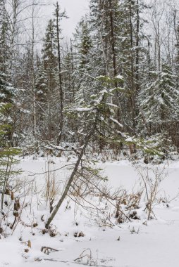 Manzara. Donmuş orman gölü ilk kardan sonra sonbaharın sonlarında.