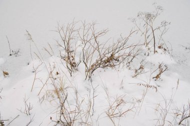 Kuzey ormanının detayları. Donmuş bir gölün kıyısındaki bitkiler