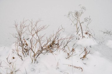 Kuzey ormanının detayları. Donmuş bir gölün kıyısındaki bitkiler