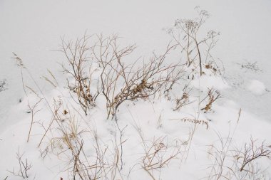 Kuzey ormanının detayları. Donmuş bir gölün kıyısındaki bitkiler