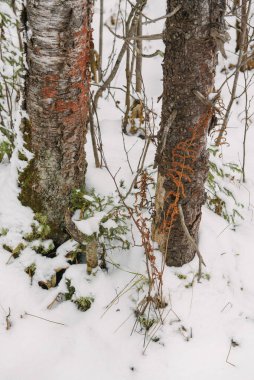 Kuzey ormanının detayları. Kurumuş eğreltiotu bitkisi beyaz karlı arkaplanı kapatır.