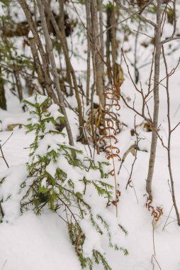 Kuzey ormanının detayları. Kurumuş eğreltiotu bitkisi beyaz karlı arkaplanı kapatır.