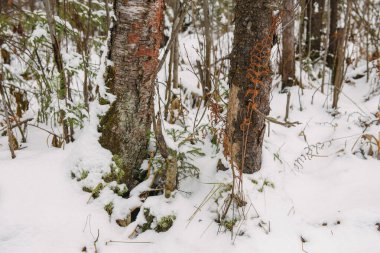 Kuzey ormanının detayları. Kurumuş eğreltiotu bitkisi beyaz karlı arkaplanı kapatır.