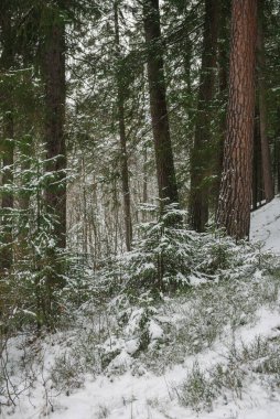 Kuzey ormanlarının ağaçları karla kaplı..