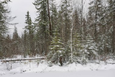 Manzara. Donmuş orman gölü ilk kardan sonra sonbaharın sonlarında.