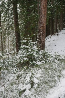 Kuzey ormanlarının ağaçları karla kaplı..