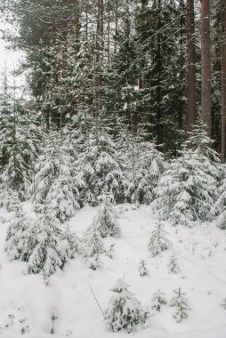 Kuzey ormanlarının ağaçları karla kaplı..