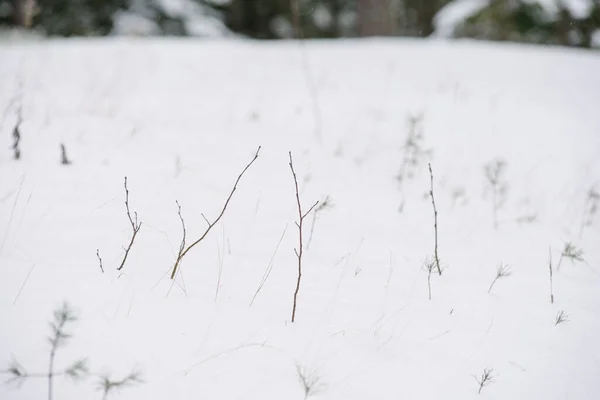 Detalles Del Bosque Del Norte Hierba Seca Cubierta Por Nieve —  Fotos de Stock