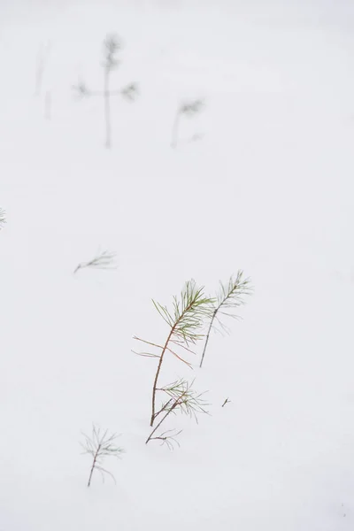 Detalhes Floresta Norte Grama Seca Coberta Pela Neve — Fotografia de Stock