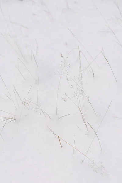 Dettagli Della Foresta Settentrionale Erba Secca Coperta Dalla Neve — Foto Stock