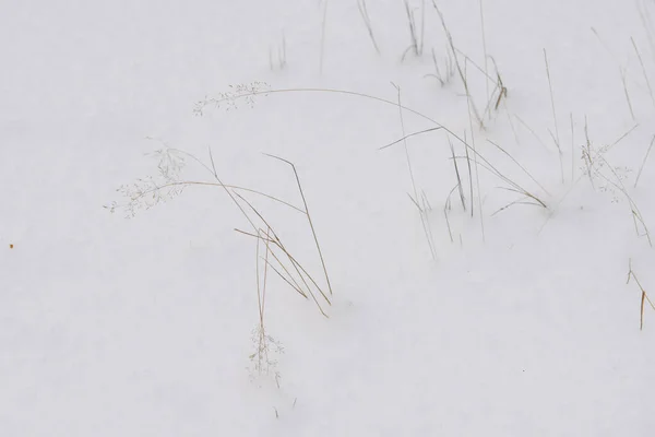 Szczegóły Północnego Lasu Suszona Trawa Pokryta Śniegiem — Zdjęcie stockowe