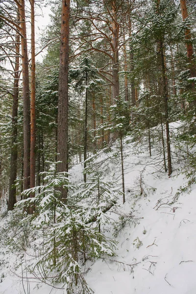 Stromy Severního Lesa Pokryté Vrstvou Sněhu — Stock fotografie