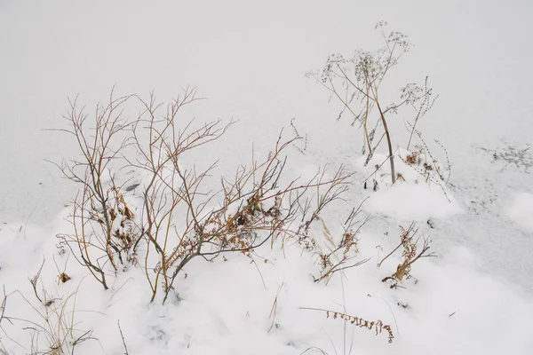 Details Northern Forest Plants Shore Frozen Lake — Stock Photo, Image