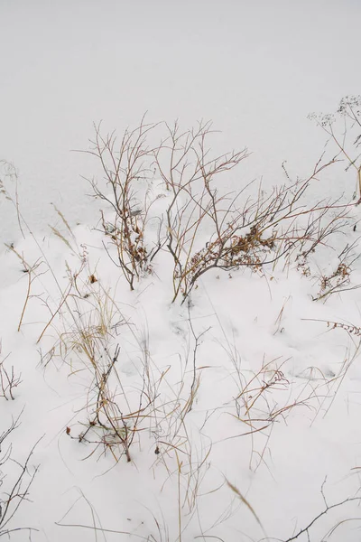 Detaljer Den Norra Skogen Växter Stranden Frusen Sjö — Stockfoto