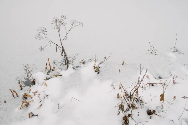 Podrobnosti Severním Lese Rostliny Břehu Zamrzlého Jezera — Stock fotografie