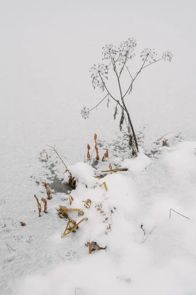 Detaljer Den Norra Skogen Växter Stranden Frusen Sjö — Stockfoto