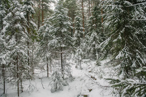 Alberi Della Foresta Settentrionale Ricoperti Uno Strato Neve — Foto Stock