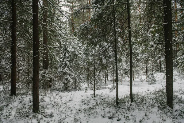 Trees Northern Forest Covered Layer Snow — Stock Photo, Image