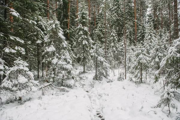 Árvores Floresta Norte Cobertas Com Uma Camada Neve — Fotografia de Stock