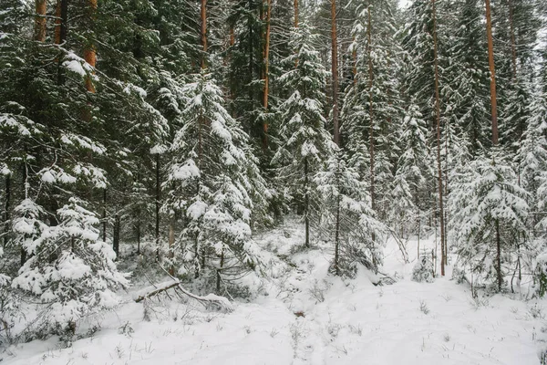 Kuzey ormanlarının ağaçları karla kaplı..