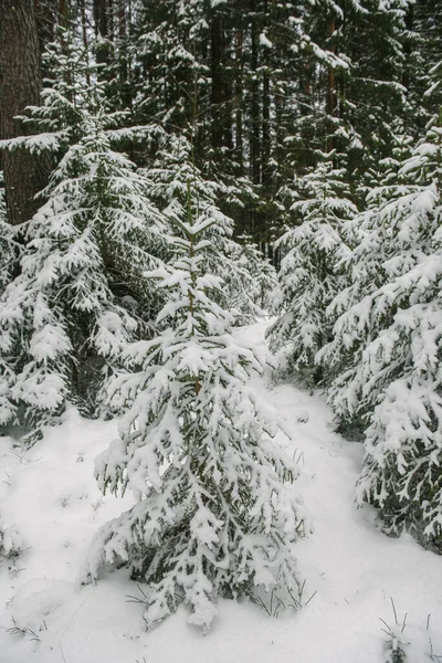 Arbres Forêt Nord Recouverts Une Couche Neige — Photo