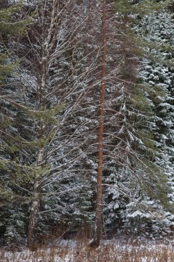 Kuzey ormanlarının ağaçları karla kaplı..