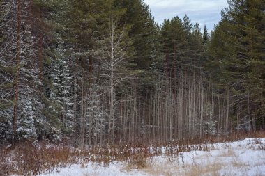 Kuzey ormanlarının ağaçları karla kaplı..