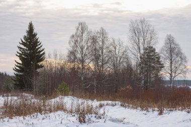 Kuzey ormanlarının ağaçları karla kaplı..