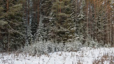 Kuzey ormanlarının ağaçları karla kaplı..