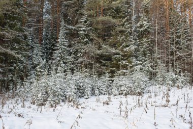 Kuzey ormanlarının ağaçları karla kaplı..