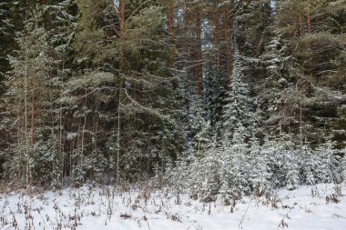 Kuzey ormanlarının ağaçları karla kaplı..