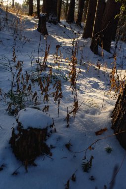 Kuzey ormanının ağaçları güneş ışığında karla kaplı..