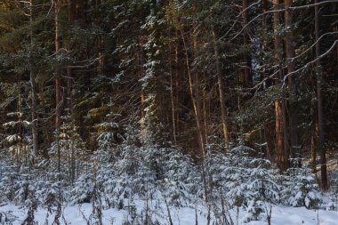 Kuzey ormanının ağaçları güneş ışığında karla kaplı..