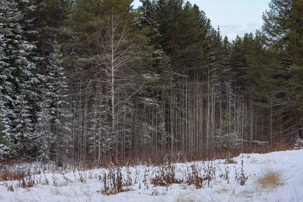 Árboles Del Bosque Del Norte Cubiertos Con Una Capa Nieve — Foto de Stock