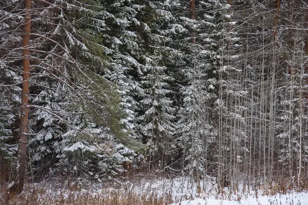 Alberi Della Foresta Settentrionale Ricoperti Uno Strato Neve — Foto Stock
