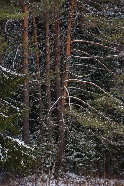 Träd Den Norra Skogen Täckta Med Ett Lager Snö — Stockfoto