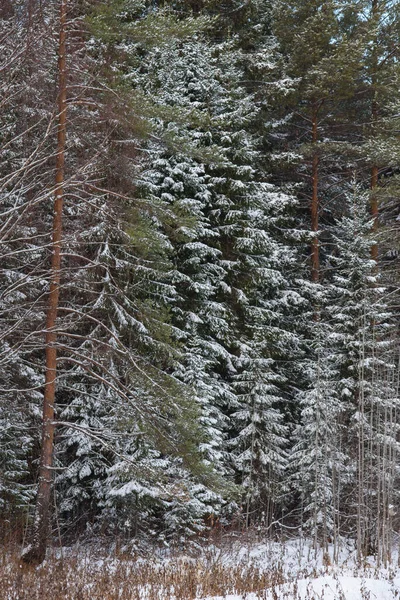 Деревья Северного Леса Покрыты Слоем Снега — стоковое фото