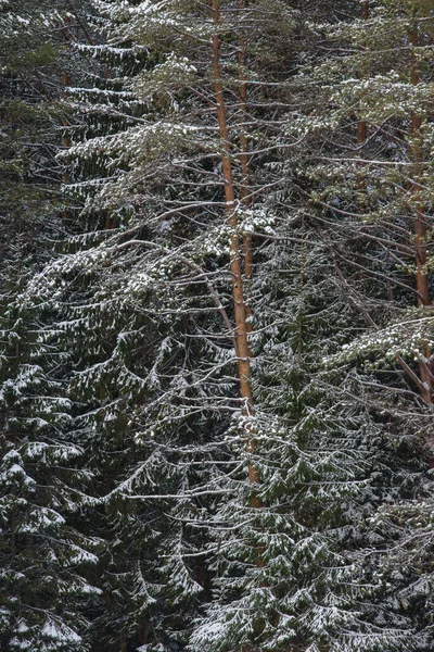 Árboles Del Bosque Del Norte Cubiertos Con Una Capa Nieve — Foto de Stock