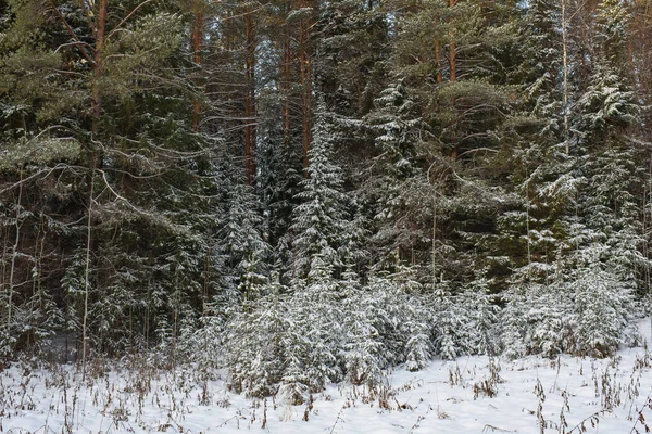 Árvores Floresta Norte Cobertas Com Uma Camada Neve — Fotografia de Stock
