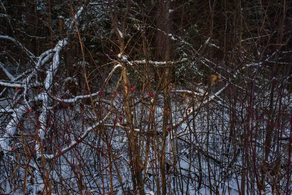 Δέντρα Του Βόρειου Δάσους Καλυμμένα Στρώμα Χιονιού Υπό Φως Της — Φωτογραφία Αρχείου