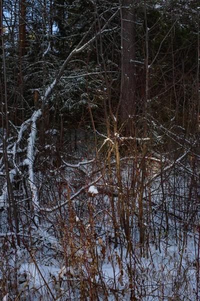 Bomen Van Het Noordelijke Bos Bedekt Met Een Laag Sneeuw — Stockfoto