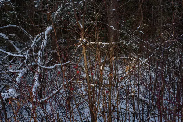 Träd Den Norra Skogen Täckta Med Ett Lager Snö Solskenet — Stockfoto