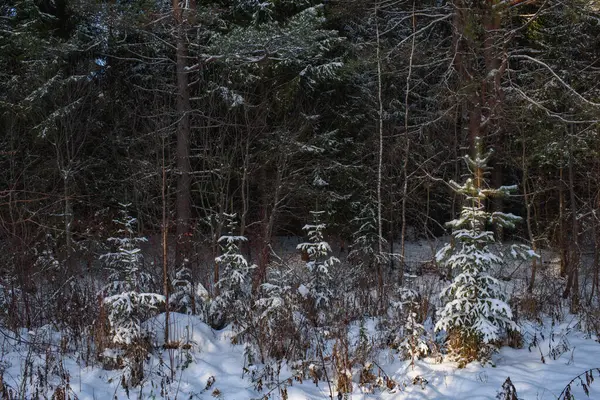 在阳光下 北方森林的树木被一层雪覆盖着 — 图库照片