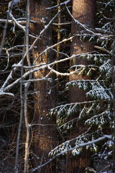 Деревья Северного Леса Покрытые Слоем Снега Солнечном Свете — стоковое фото
