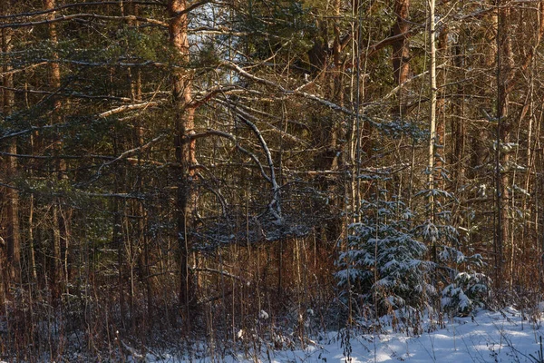 Arbres Forêt Nord Recouverts Une Couche Neige Lumière Soleil — Photo